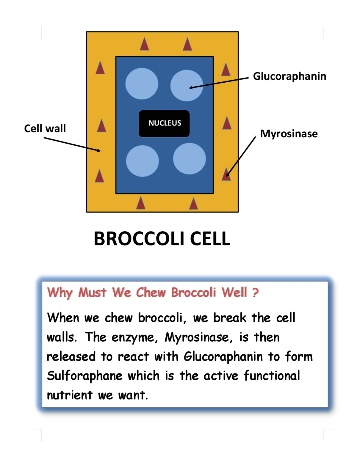 Why chew broccoli for treatment of advanced prostate cancer